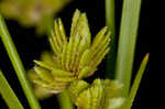 Tropical flatsedge